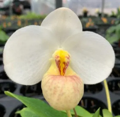 Paphiopedilum WÖSSNER WOLKE (Paphiopedilum)