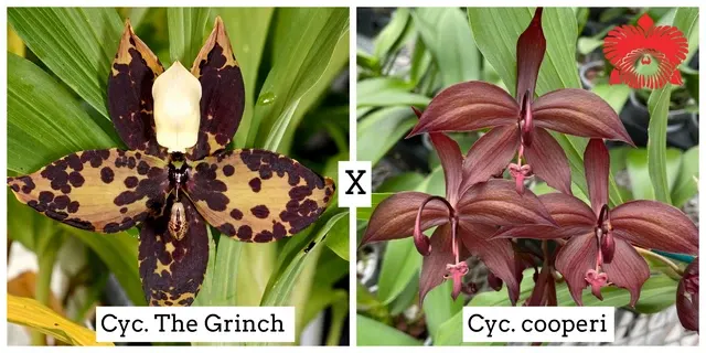 Cycnoches The Grinch x cooperi