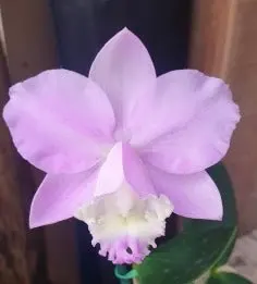 Cattleya loddigesii (Cattleya)