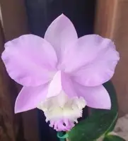 Cattleya loddigesii Tradição x Self — BS / Nonblooming
