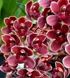 Cymbidium Marvin Gaye '"Red Lip"' (Cymbidium)