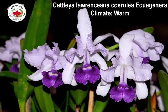 Cattleya lawrenceana f coerulea 'Ecuagenera'
