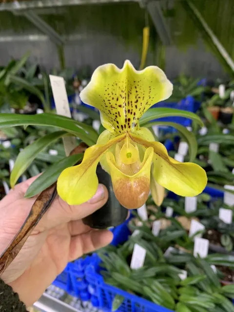 Paphiopedilum In-Charm Gold ‘Golden’