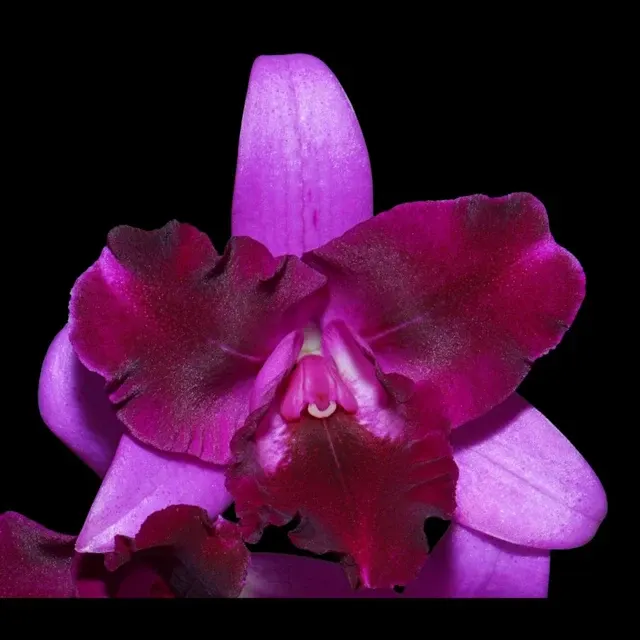 Cattleya Alliance: Cattlianthe Tristar Bouquet 'Purple' (Cattleya)