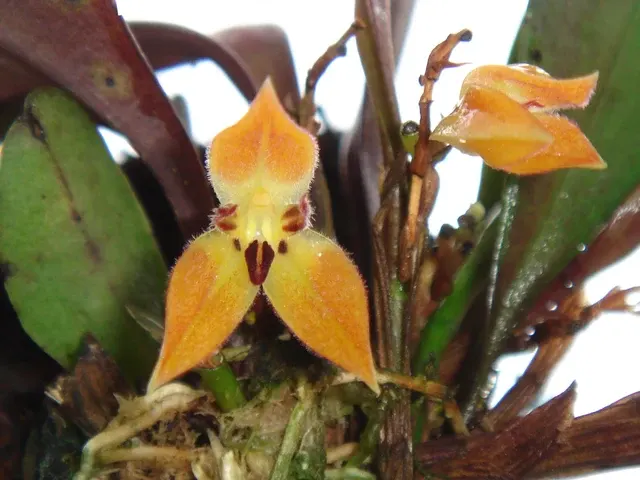 Anathallis sanchezii (Anathallis)