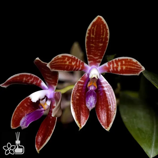 Phalaenopsis corningiana (Phalaenopsis)