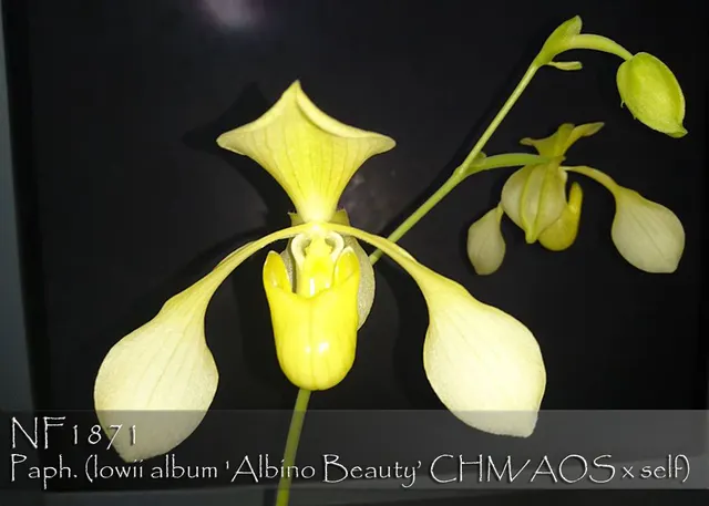 Paphiopedilum lowii var album 'Note : Rare Albab Form' (Paphiopedilum)