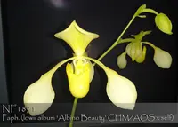 Paph. lowii var album 'Note : Only 3 available. Rare albab form ' (lowii album ' Albino Beauty ' CHM/ AOS x self )
