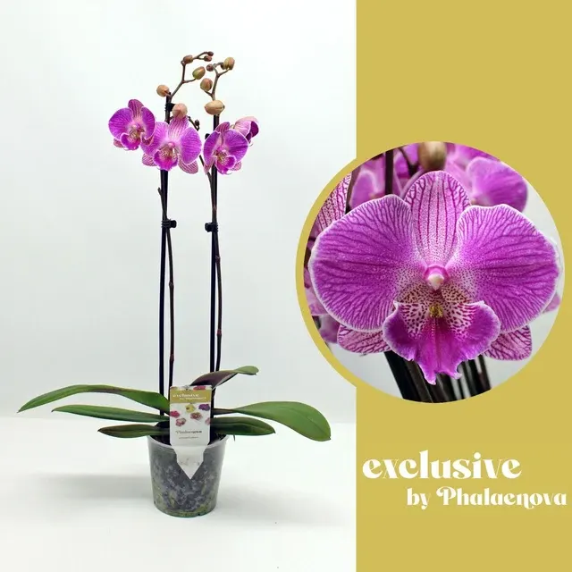 Phalaenopsis Royal Smile Big Lip