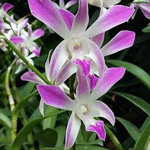 Dendrobium Ceasar Pink (Dendrobium)