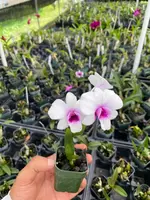 Dendrobium Jasmine Orchid Comes in 2" Pot