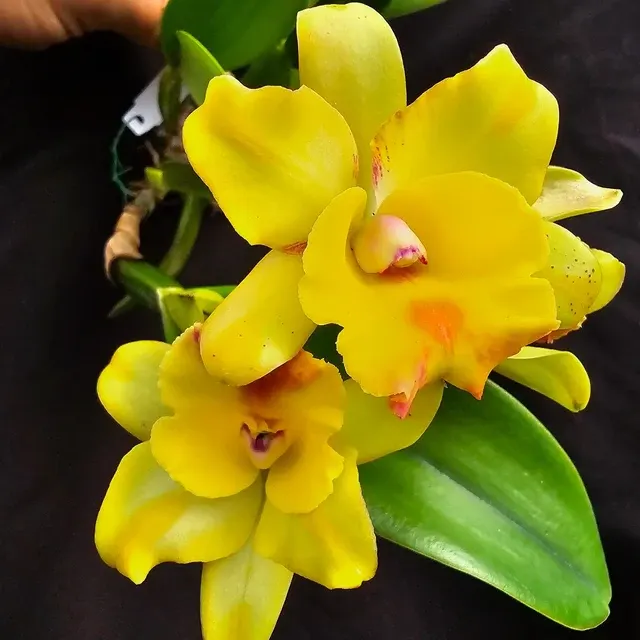Cattleya Rth. Nell Hammer