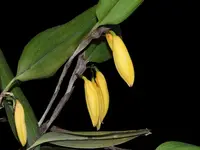 Zootrophion aguirrei xanthinum