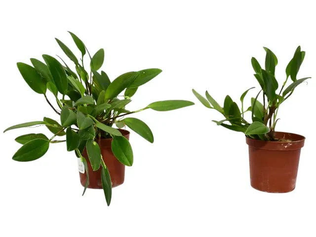 Stelis stevensonii (Stelis)
