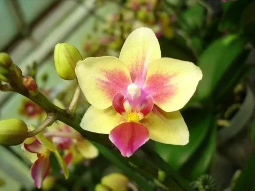 Doritaenopsis GOTRIS