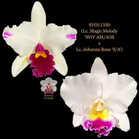 Cattleya Orchid Hybrid SVO11350 (Lc. Magic Melody 'SVO' AM/AOS x Lc. Johana Rose 'S/A')