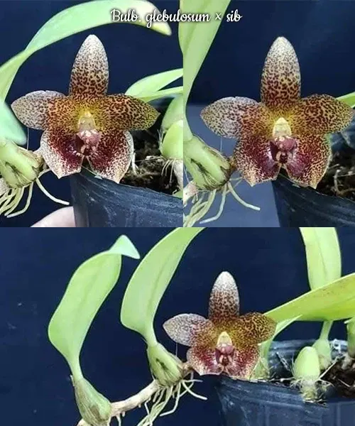 Bulbophyllum glebulosum