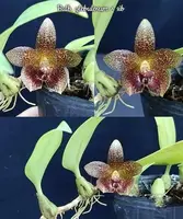 Bulb. glebulosum