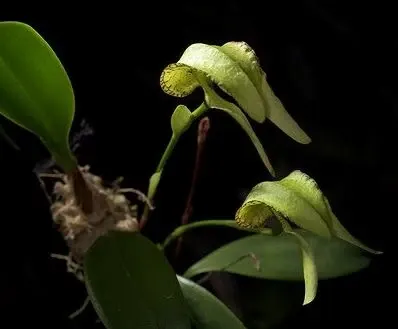 Bulbophyllum arfakianum var alba (Bulbophyllum)