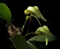Bulbophyllum arfakianum var. alba