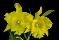 Rlc. Ports of Paradise ‘Green Ching Hwa’ (6″ Pot)