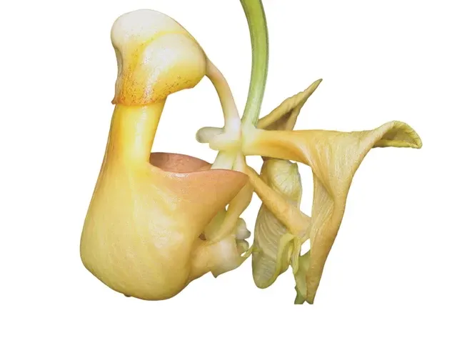 Coryanthes hunteriana (Coryanthes)