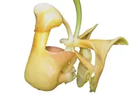 Coryanthes hunteriana