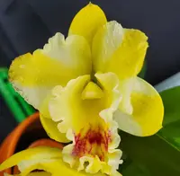 Rth. Air Dream ‘Pretty Girl’