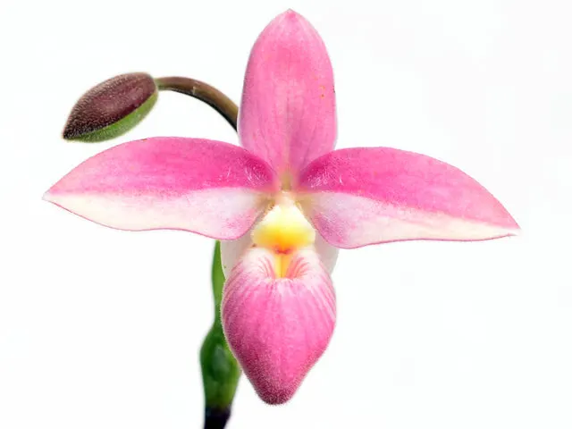Phragmipedium Hanne Popow (Phragmipedium)