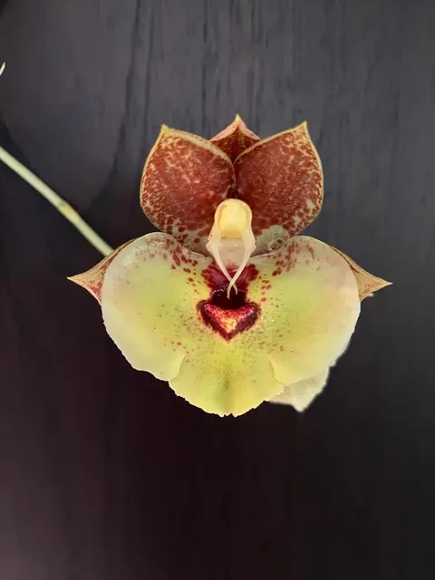 Catasetum expansansum var yellow spotted (Catasetum)