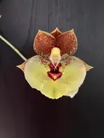 Catasetum expansansum var. yellow spotted