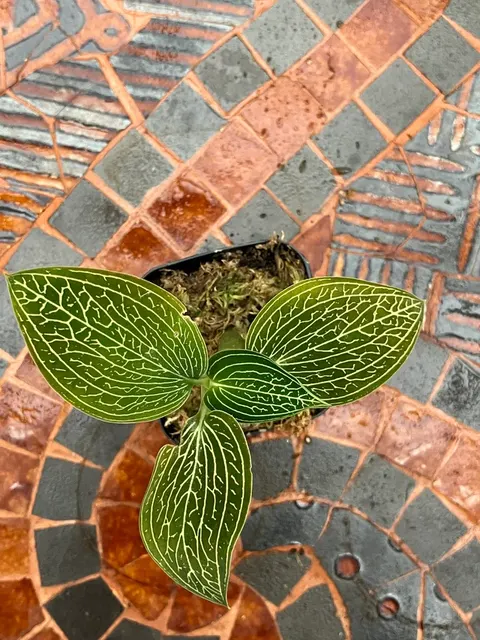Ludisia discolor 'alba' (Ludisia)