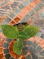 Ludisia Discolor Alba