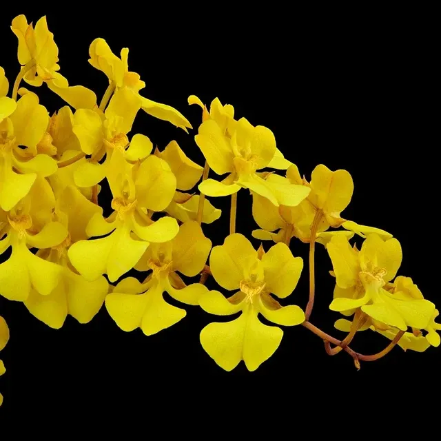 Oncidium onustum sp (Oncidium)