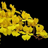 Oncidium onustum sp.