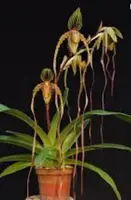 Paphiopedilum SHIN-YI MARCH (Shin-Yi Tiger x sanderianum)