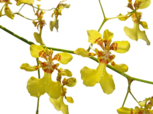 Oncidium nebulosum (Oncidium)
