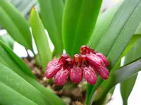 Bulbophyllum corolliferum