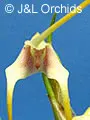 Masdevallia mezae (Masdevallia)