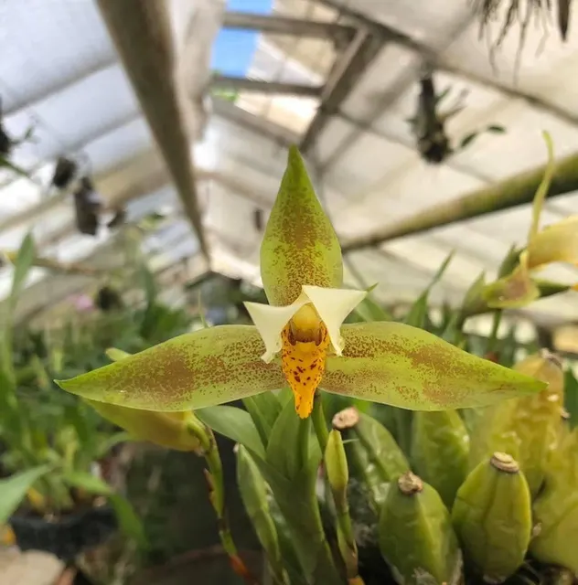 Lycaste deppei (Lycaste)