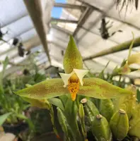 Lycaste deppei