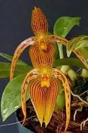 Bulbophyllum inunctum