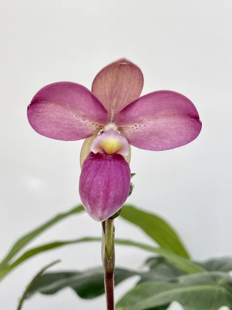 Phragmipedium Priscila De Portilla (Phragmipedium)