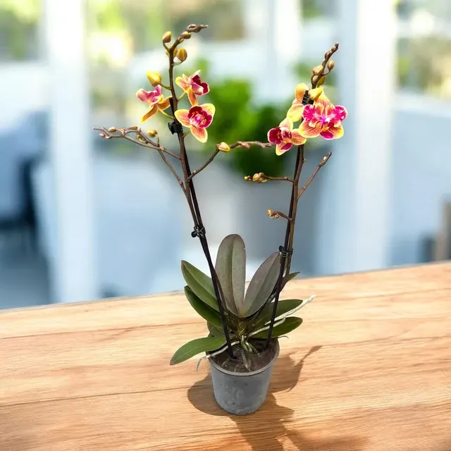 Phalaenopsis Sogo Yellowtris Peloric