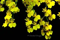 Oncidium Gower Ramsey 'Lemon Heart' AM/AOS