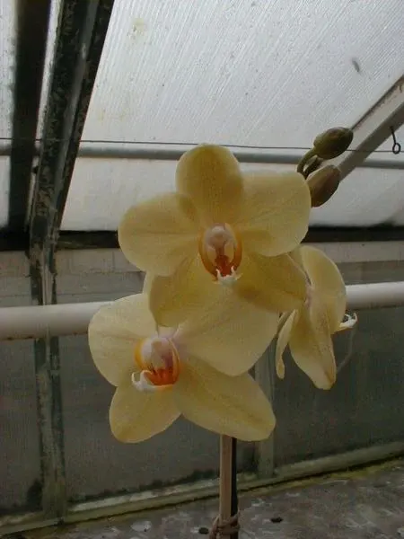 Phalaenopsis Golden Amboin