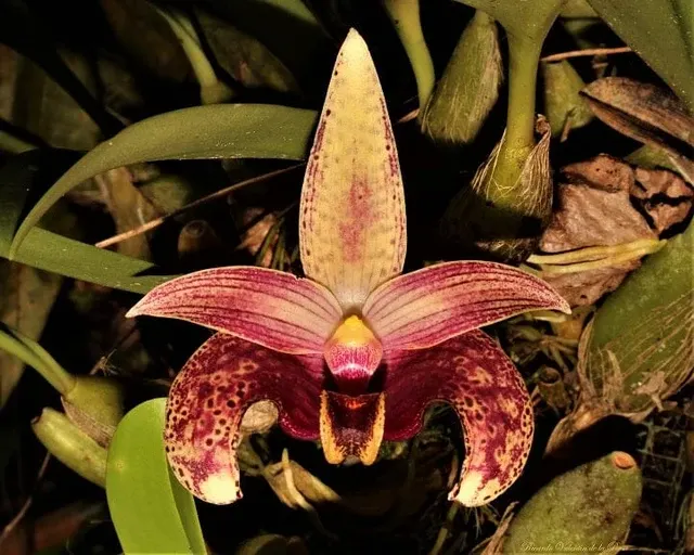 Bulbophyllum sumatranum (Bulbophyllum)