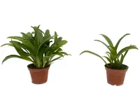 Masdevallia don-quijote (Big)