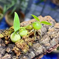 Bulbophyllum physometrum