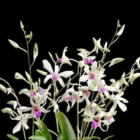 Dendrobium Orchid Caesar Bangkok Mature Bushy Plant - Ready To Flower